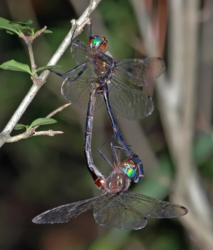 Pair in copula
2006_08_24_Floyd